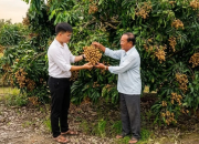 Người nông dân thu tiền tỷ nhờ kỹ thuật xử lý nhãn nghịch vụ