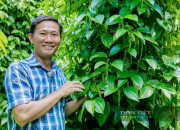 Nông dân Việt Nam xuất sắc 40 năm Đổi mới đến từ Lâm Đồng là chủ giống tiêu đột biến “tiêu Tùng Linh” năng suất cao