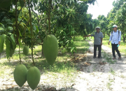 Quy trình canh tác nâng cao năng suất xoài vùng Nam Trung Bộ