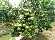 Kỹ thuật canh tác cây có múi