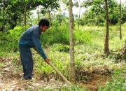 Trồng cây cao su bằng phân trùn PH1
