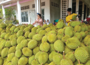 Cơ hội lớn cho ngành sầu riêng và dừa gia tăng giá trị