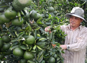 Kĩ thuật trồng cam sành