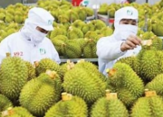 Rà soát các trung tâm kiểm nghiệm dư lượng sầu riêng xuất khẩu