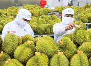 Ấn Độ chính thức mở cửa thị trường đối với sầu riêng tươi của Việt Nam