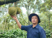 Sầu riêng Đắk Lắk siết chất lượng, mở rộng liên kết chuỗi sang Trung Quốc