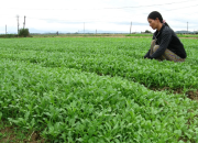Làng rau Thuận Nghĩa nô nức vào vụ Tết