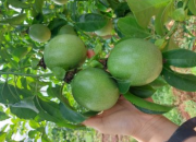Chất hữu cơ và độ phì của đất