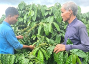 Đẩy mạnh tái canh, nâng tầm giá trị cà phê