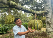 Kiểm soát Cadimi, Vàng O để phát triển sầu riêng bền vững