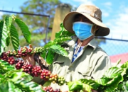 UNDP và ISPAE ra mắt Sổ tay Kinh tế tuần hoàn trong sản xuất cà phê