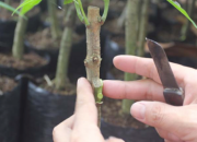 Kỹ thuật chiết và ghép sầu riêng