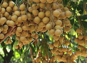 Kỹ thuật xử lý nhãn Ido cho năng suất cao