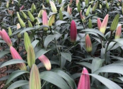 Kỹ thuật trồng và chăm sóc hoa Lily
