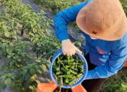 Trồng ớt hướng hữu cơ, đáp ứng yêu cầu khắt khe để xuất sang Nhật Bản