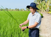 Đề án 1 triệu hecta lúa: Đi đúng hướng, kết quả tích cực