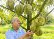 Sầu riêng miền Tây rớt giá sâu