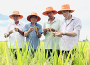 Chuyển giao giống lúa Hưng Long 555 cho nông dân Bắc sông Hậu