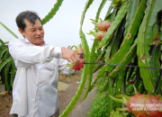Mưa kéo dài, tăng nguy cơ dịch hại trên thanh long