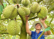 37 phòng kiểm nghiệm cho mít, sầu riêng xuất khẩu