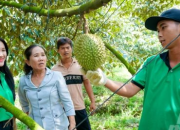 Trồng sầu riêng theo hướng hữu cơ cho lợi ích dài lâu