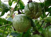 Biện pháp phòng chữa bệnh xoăn lá trên cây trồng