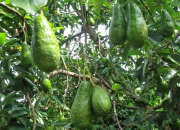 Sâu hại chính trên cây bơ
