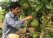 Kỹ thuật trồng bưởi da xanh