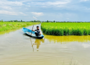 Sinh kế bền vững từ mô hình 'lúa thơm – tôm sạch