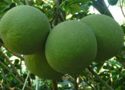 Chăm sóc bưởi da xanh đạt năng suất cao, chất lượng cao