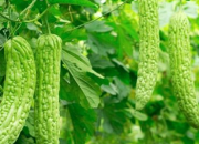 Kỹ thuật trồng và chăm sóc cây mướp đắng (khổ qua)