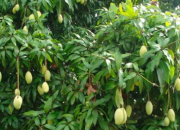Kỹ thuật trồng và chăm sóc xoài cát Hòa Lộc