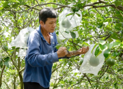 Quản lý mã số vùng trồng, cơ sở đóng gói đi vào thực chất