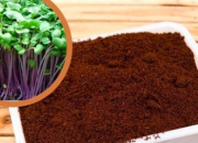 Kỹ thuật làm đất trồng rau sạch hiệu quả