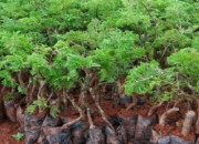 Kỹ thuật trồng cây đinh lăng: Cây thuốc quý dân gian