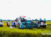Cần nới hạn mức tín dụng để doanh nghiệp thu mua lúa tạm trữ