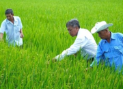 12.500ha lúa ở Sóc Trăng nhiễm dịch hại