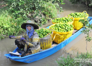 Giá chanh tăng mạnh trong mùa nắng nóng