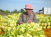 Thanh long Lâm Đồng hướng tới giảm phát thải