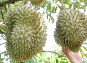 Giám sát chặt mã số vùng trồng, cơ sở đóng gói phục vụ xuất khẩu