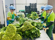 Hà Nội đặt mục tiêu trên 400.000 tấn rau an toàn mỗi năm