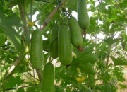 Kỹ thuật trồng và chăm sóc bí đao
