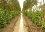 Kinh nghiệm trồng tiêu