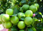 Kỹ thuật trồng chanh tứ quý