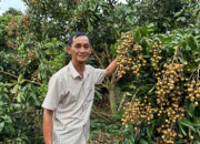 Hợp tác xã trồng nhãn xuất khẩu đi Mỹ thu trên chục tỷ đồng mỗi năm