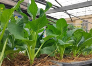 Kỹ thuật trồng và chăm sóc cải ngồng