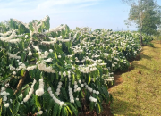 Những vườn cà phê 30 tấn ở Gia Lai