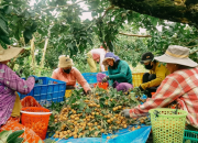Thanh nhãn Cần Thơ vào vụ, giá 70.000 đồng/kg, nông dân tất bật thu hoạch