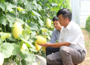 4 đề án đột phá cho nông nghiệp Khánh Hòa