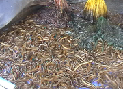 Kỹ thuật nuôi lươn không bùn